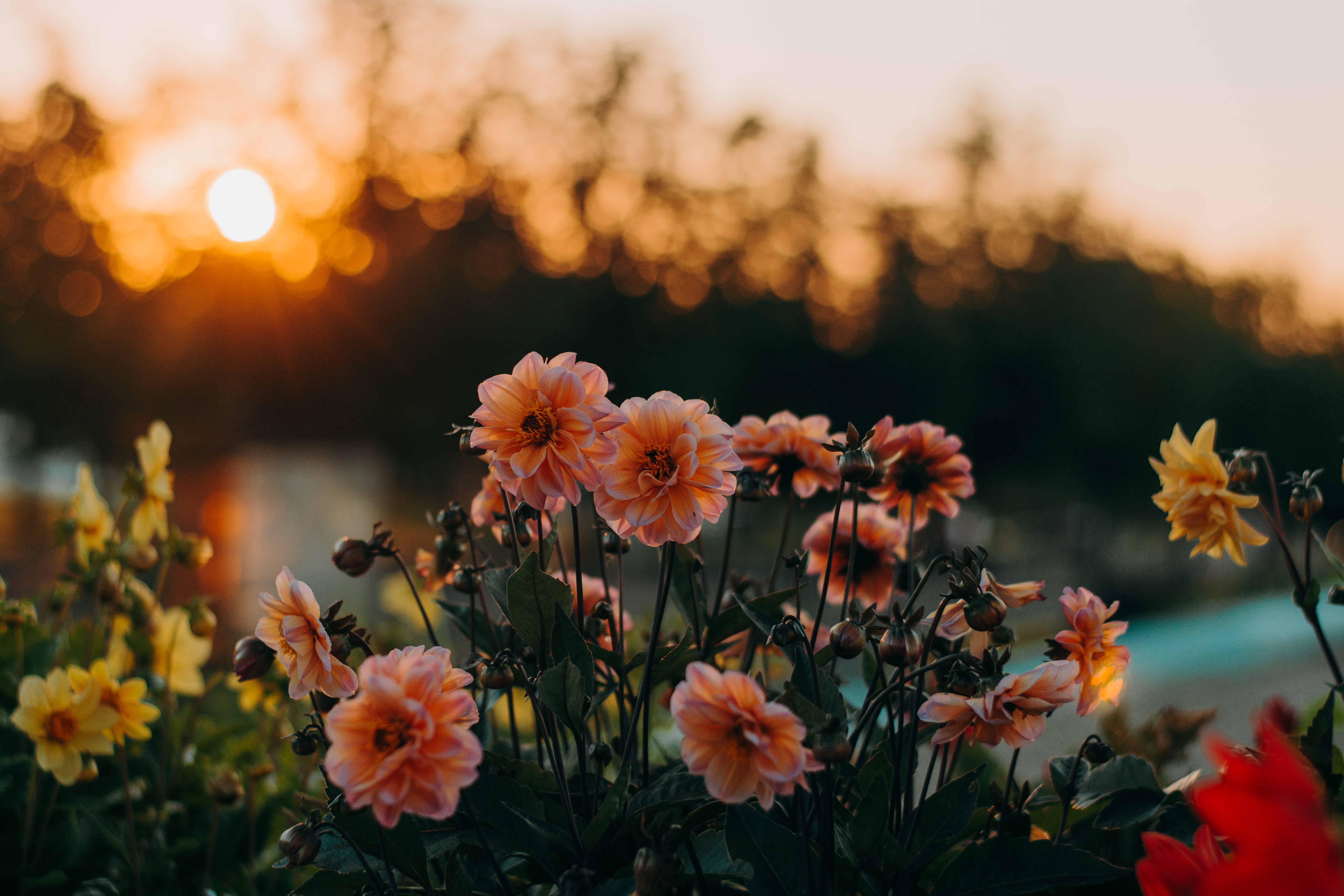 Blommor i fokus, mot en suddig solnedgång i bakgrunden.