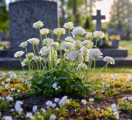 En gravsten på en kyrkogård med vita blommor i förgrunden.
