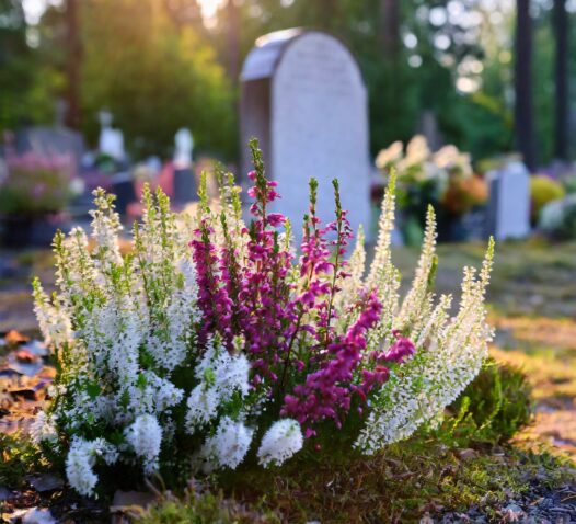 Blommor i vitt och lila pryder en gravsten på en kyrkogård i solnedgången.