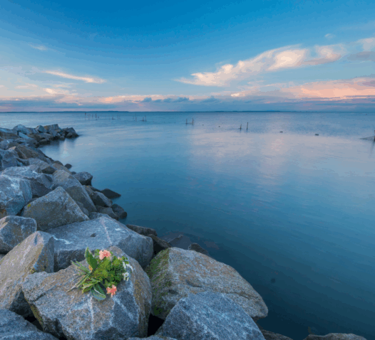 Klippor vid havet med en klar blå himmel och rosa blommor i förgrunden.