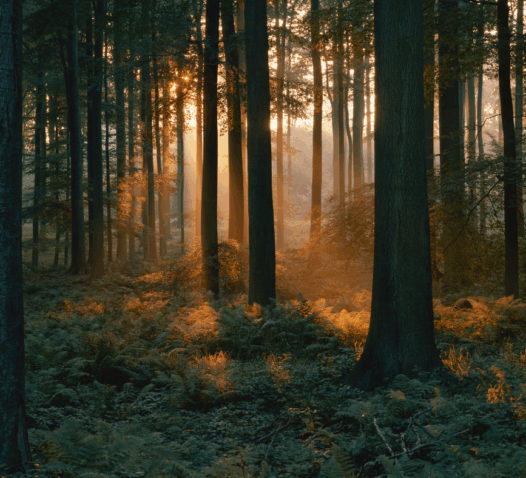 Solstrålar lyser genom träd i en tät skog, vilket skapar ett magiskt sken.